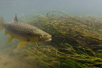 Brown Trout