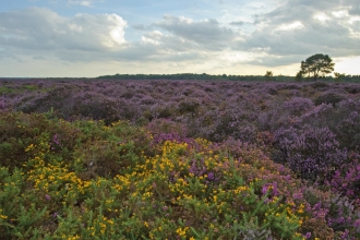 Heathland