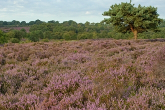 Heathland