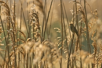 Sedge Warbler