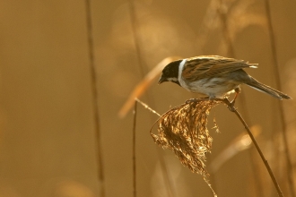 Reed Bunting