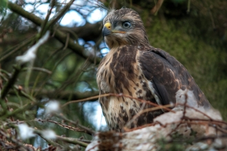 Buzzard Chick