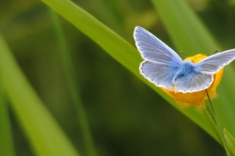 Common blue butterfly