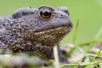 Common Toad