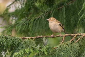 Female Chaffinch