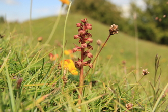 A frog orchid rises from a grassy mound, with the grassland sloping up to a hedge in the distance. The orchid has bulbous reddish flowers groing from a central stalk