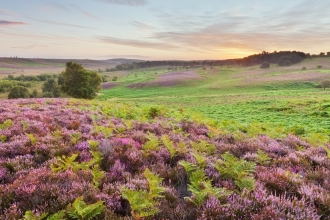 Heathland