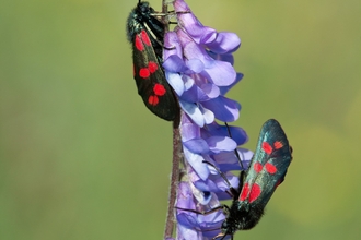 Six spot burnet moths (c) Ann Mitchell