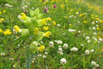 Hay meadow with yellow rattle