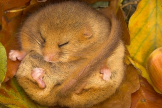 Dormouse