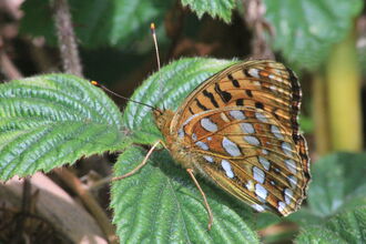 High brown fritillary