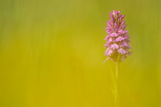 Spotted Orchid