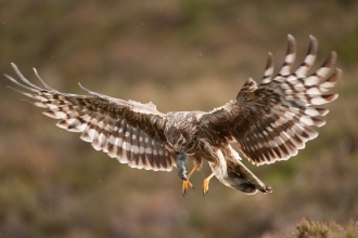 Hen Harrier