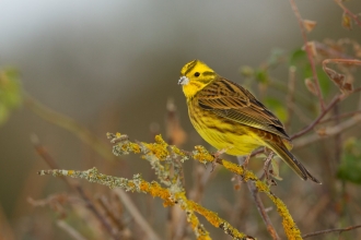 Yellowhammer