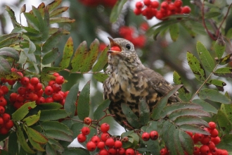 Mistle Thrush