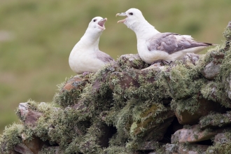 Fulmar