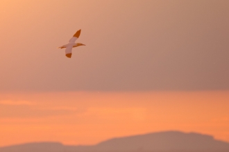 Gannet