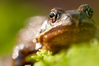 Common Frog