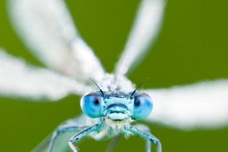 Damselfly