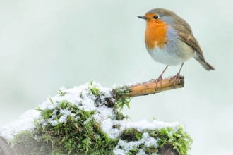 Wild Christmas in Cornwall