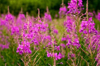 Rosebay willowherb