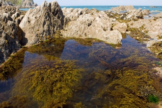 Rockpooling