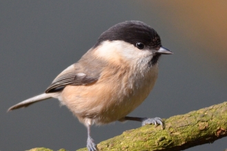 Willow Tit