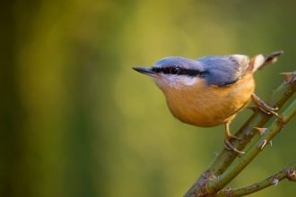 Nuthatch