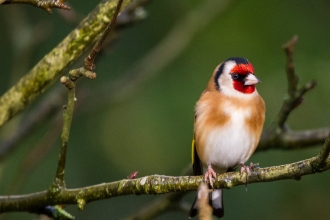 Goldfinch