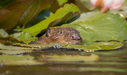 Beaver in lily