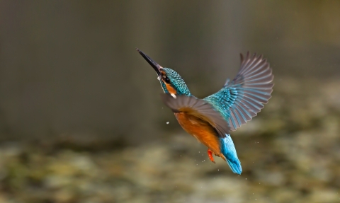 Kingfisher Building with Nature by Malcolm Brown