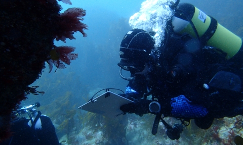 Seasearch dive at Gull Rock near Holywell Bay