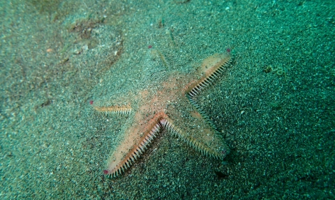 Sand sifting starfish Matt Slater.JPG 