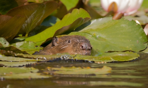 Beaver among lily pads by Jack Hicks