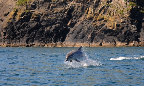 Bottlenose Dolphin - Adrian Langdon