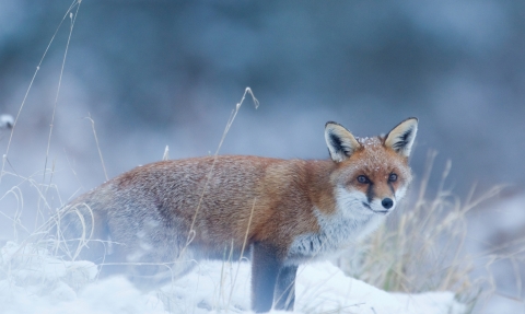 Winter fox by Danny Green