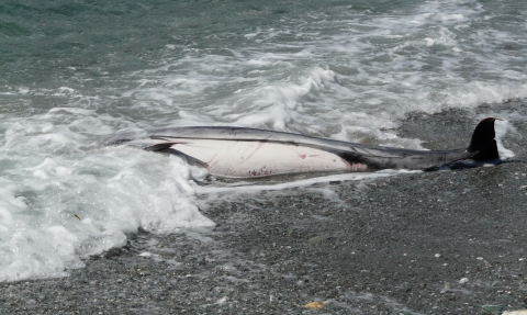 Marine Strandings Appeal