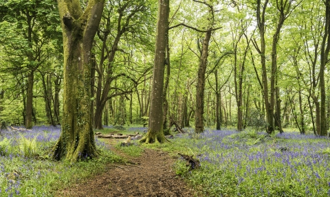 Pendarves Woods full panoramic by Ben Watkins 