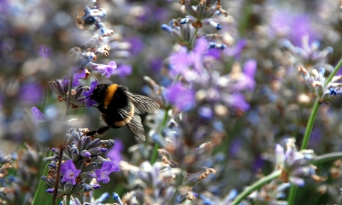 Wildlife Gardening Lavender and bee Susanna Bird 