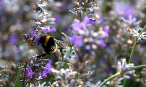 Wildlife Gardening Lavender and bee Susanna Bird
