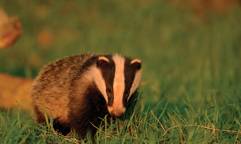Badger by Andrew Parkinson -2020VISION