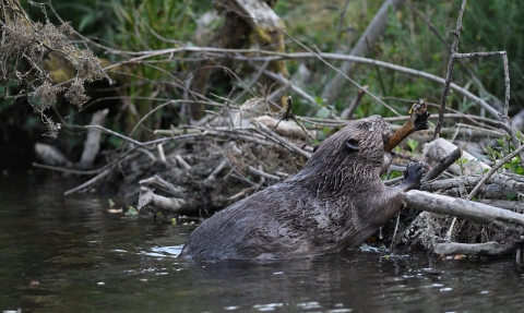 Beaver building dam