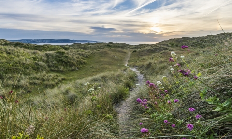 Upton Towan Nature Reserve - Ben Watkins