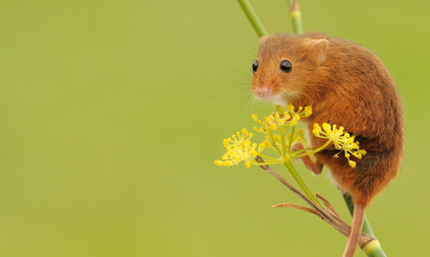 Dormouse. Credit - Amy Lewis