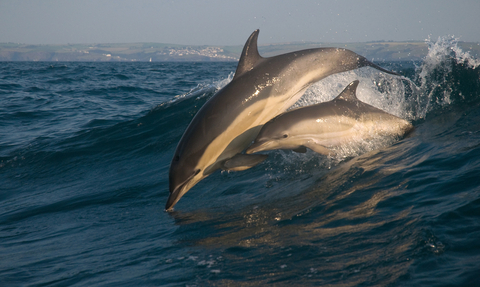 Common dolphin and calf, Image by Adrian Langdon