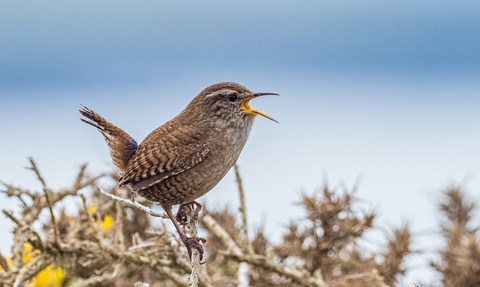 Wren