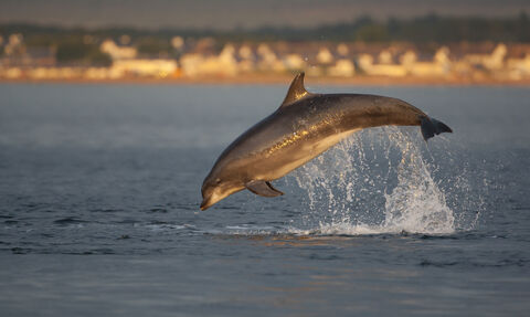 Bottlenose Dolphin making a splash