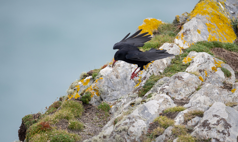 Chough on the clifftops, Image by Adrian Langdon