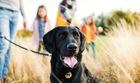 Black Labrador