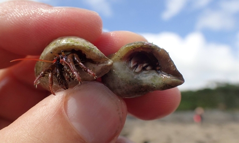 St Piran's Crab (Left) and Common Hermit Crab (Right), Image by Shoresearch Cornwall